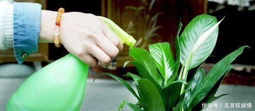  爆盆|别浇水了，花都是被你浇死的！老园丁教你几招，家里花草轻松爆盆