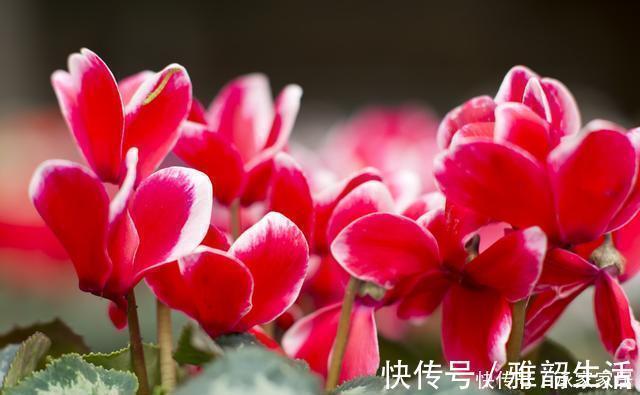 家里养了这“5种”花的,夏天要少浇水,不然一周内必挂