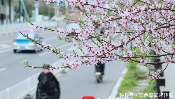 鲜花竞放 春满北城！一条路惊艳一座城