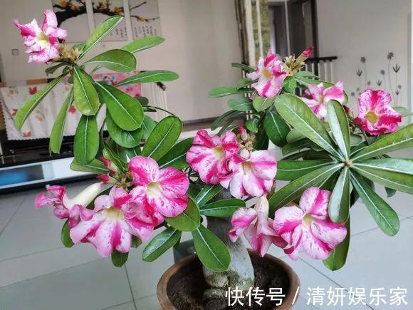 适合客厅养的5种“耐旱花”,30天不浇水也能爆盆,漂亮大气