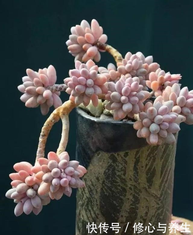 5种多肉“不好养”，新手不敢碰，老手养不好，看看你家有没有！