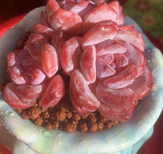 开春养多肉,5种多肉,适合新手养护,白菜价格,便宜好养