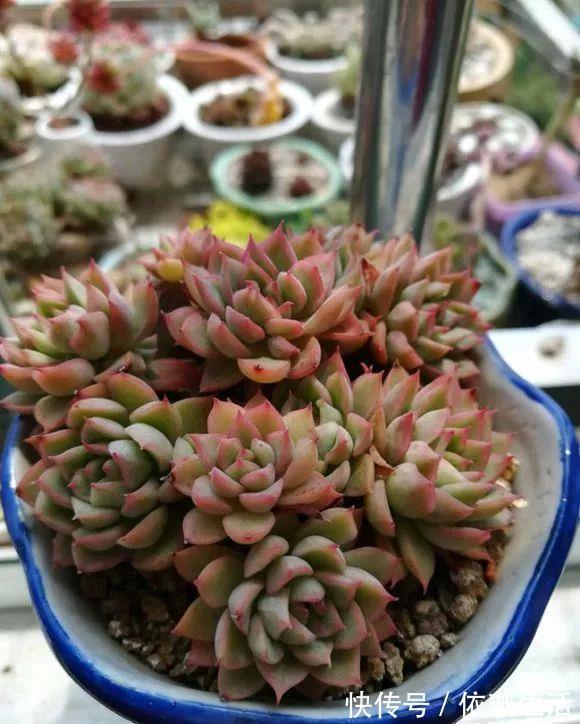 超爱爆小崽的5种多肉,种盆里长的密密麻麻,都装不下了!
