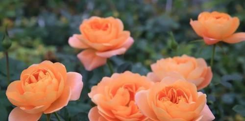 阳台|花期超长的5种月季,单朵能开一个月,阳台养一盆,长期有花赏