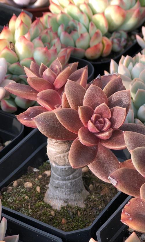 推荐5款多肉植物，养一盆甜蜜蜜，颜值高好养护，值得拥有！