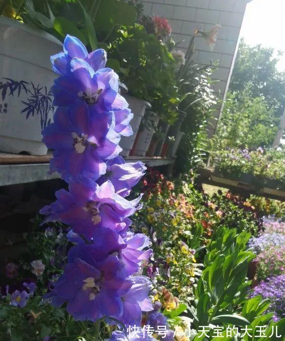 记录一下我养过的花，1000多盆都有啥