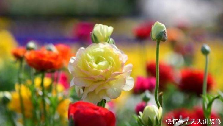 4种花现在养刚刚好,有阳光就爆盆,给点水就疯长,太好养