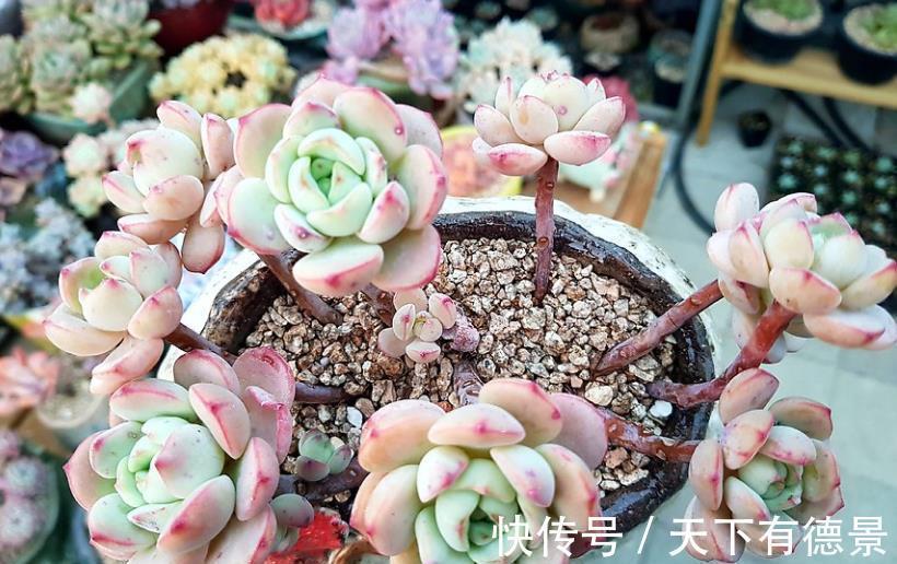 植株|此款多肉好养又好看，叶子肥厚果冻色，长出红尖惹人爱，值得拥有