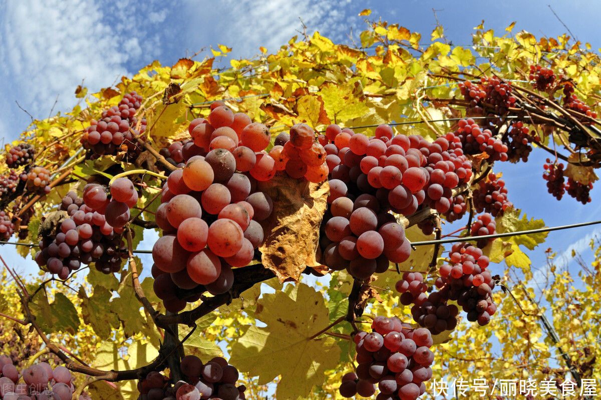 入秋后,不管有钱没钱,这5种碱性水果常吃,尤其第3种,错过可惜