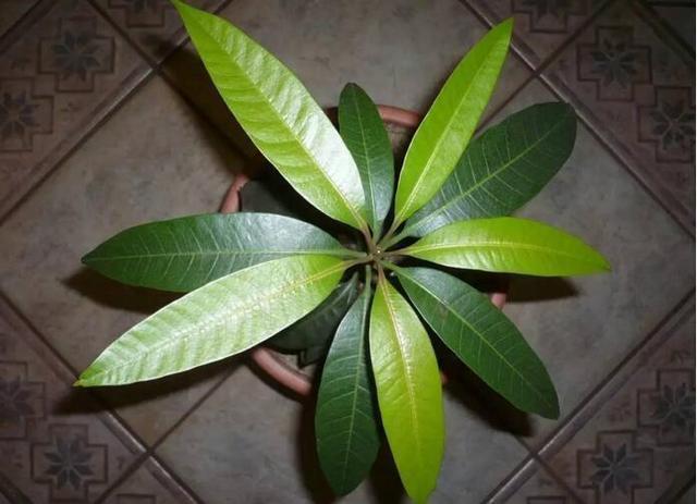 龙眼|4种“果核”不要扔,埋土里,5天之后“惊喜”不断,观叶又收果!