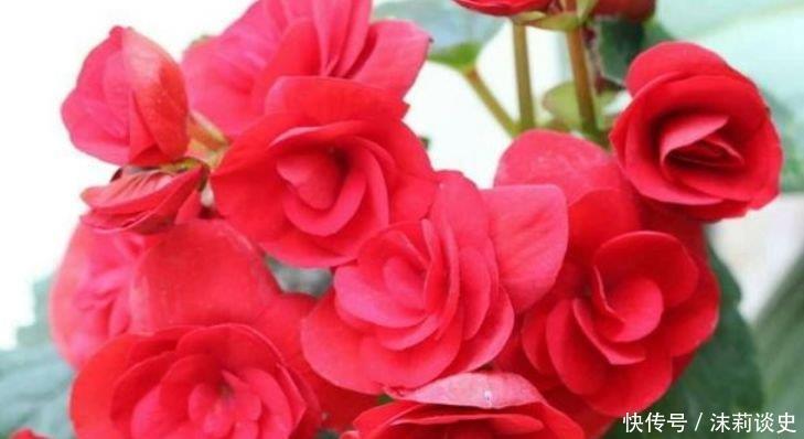 4种花很耐养,沾土就能活,花朵迷人,阵阵花香,花朵大!