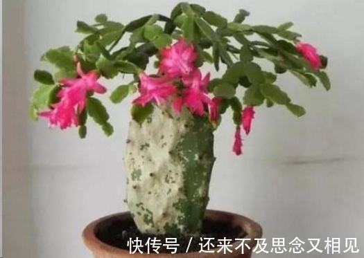 现在把蟹爪兰嫁接到仙人掌上，不用管，秋天也能开成瀑布！