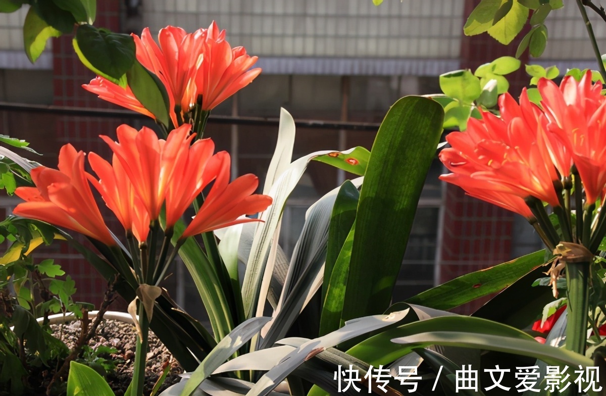 养君子兰|别郁闷,君子兰盆栽不开花了,满足4个条件,花开得停不下来