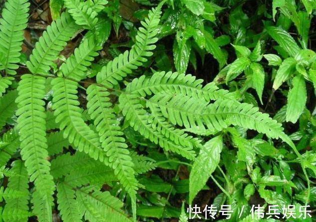 3种花被称为“守护神”,养2盆在家,能净化空气,观赏价值高!