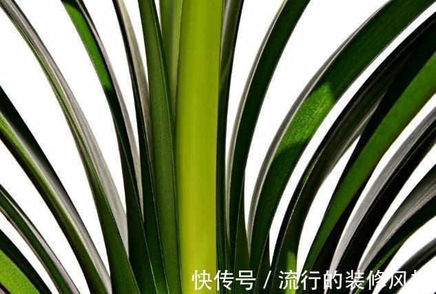 君子兰|君子兰有3个症状,及时处理,否则花期不开花