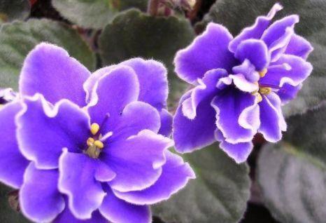 家里|此4种花号称开花机器,全年开花,养护简单,摆在家里超美的