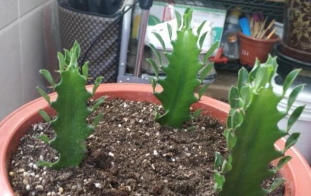 富贵竹|2种花能长“2米高”,镇宅又旺材,吸甲醛,净化空气,养1盆真值