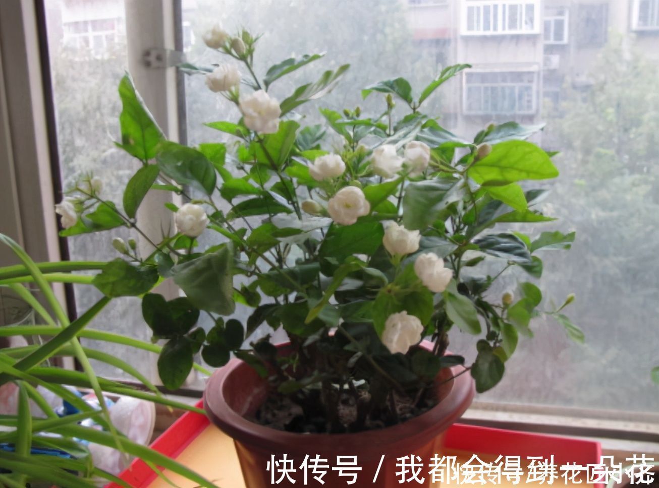 养茉莉花发现4种枝条,正确的方法是及时剪掉,否则会影响开花