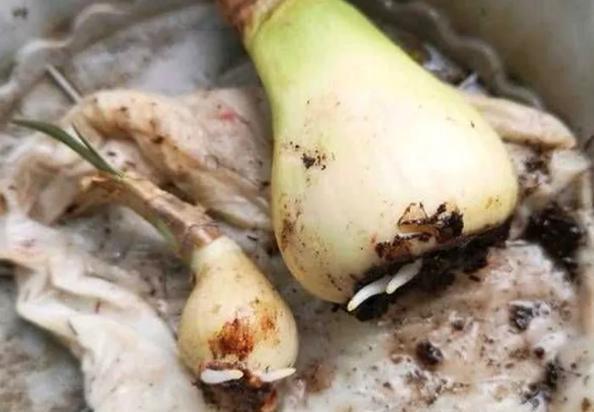根系|怎么用卫生纸让花草轻松生根、早点成活？