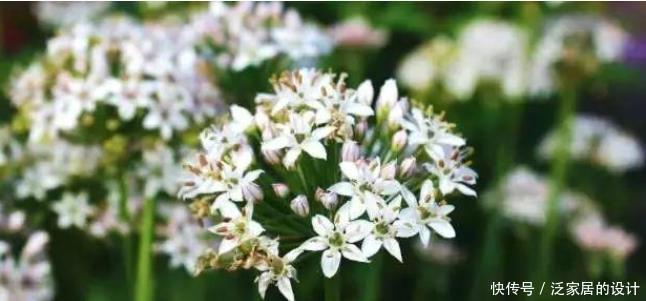  收割|韭菜用这些方法就能不断收割，它还有非常多的好处