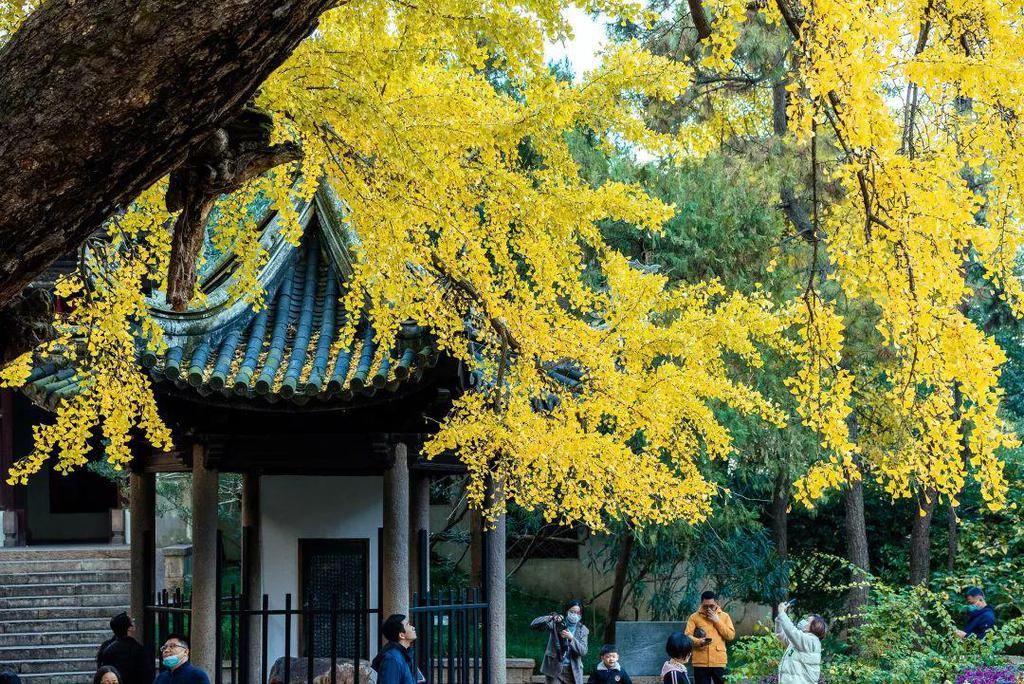 惠山|美到爆！惠山寺前600多岁的古银杏，黄了！