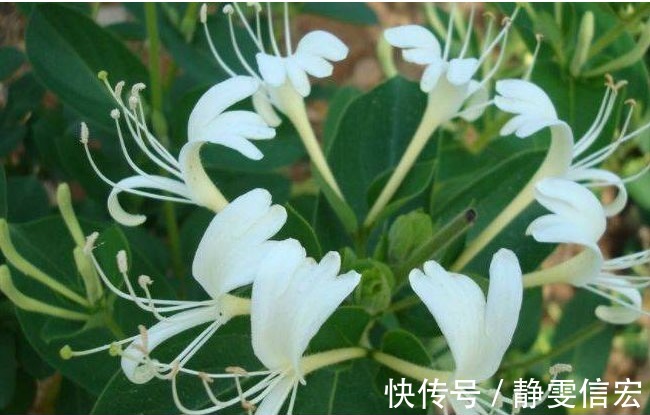 土人参|以下几种野菜，能降血压血脂，消除咽喉发炎，超乎想象