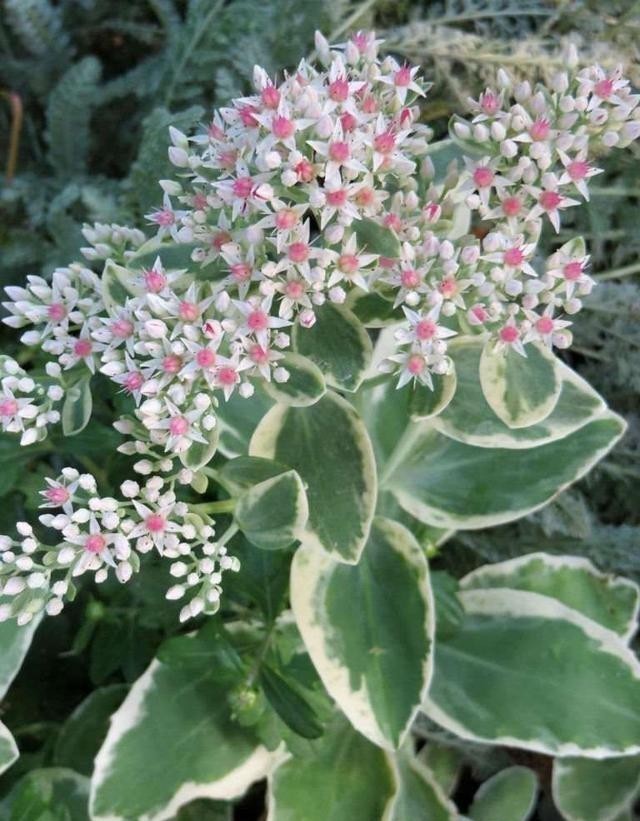 晨光|天生就带锦,生命力强大却价格便宜多肉,它就是冰冷晨光