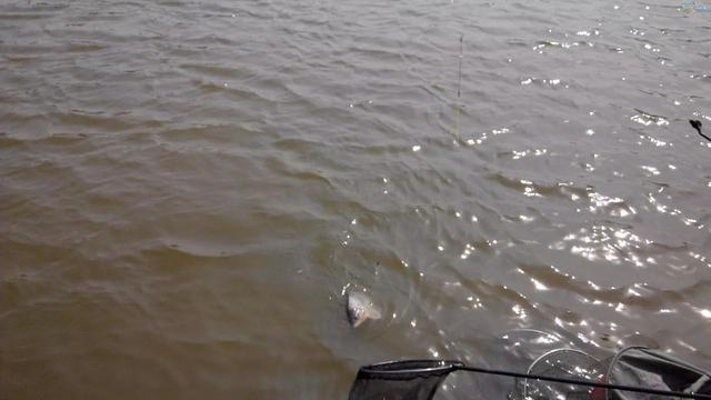 鱼塘里投放了樟脑丸,鱼不开口怎么办