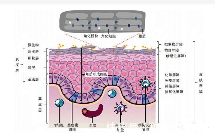 烟酰胺|便宜的洗面奶到底可不可以用?平价的洗面奶能不能代替贵妇洗面奶