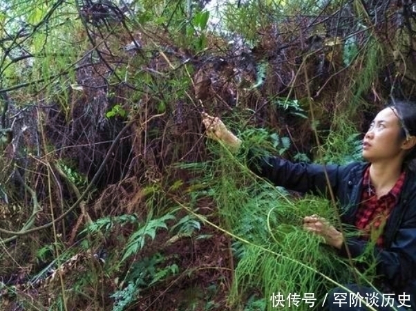 风湿药酒|俗语“筋长一寸，寿延十年”，农村这种野草，是老大夫的宝贝