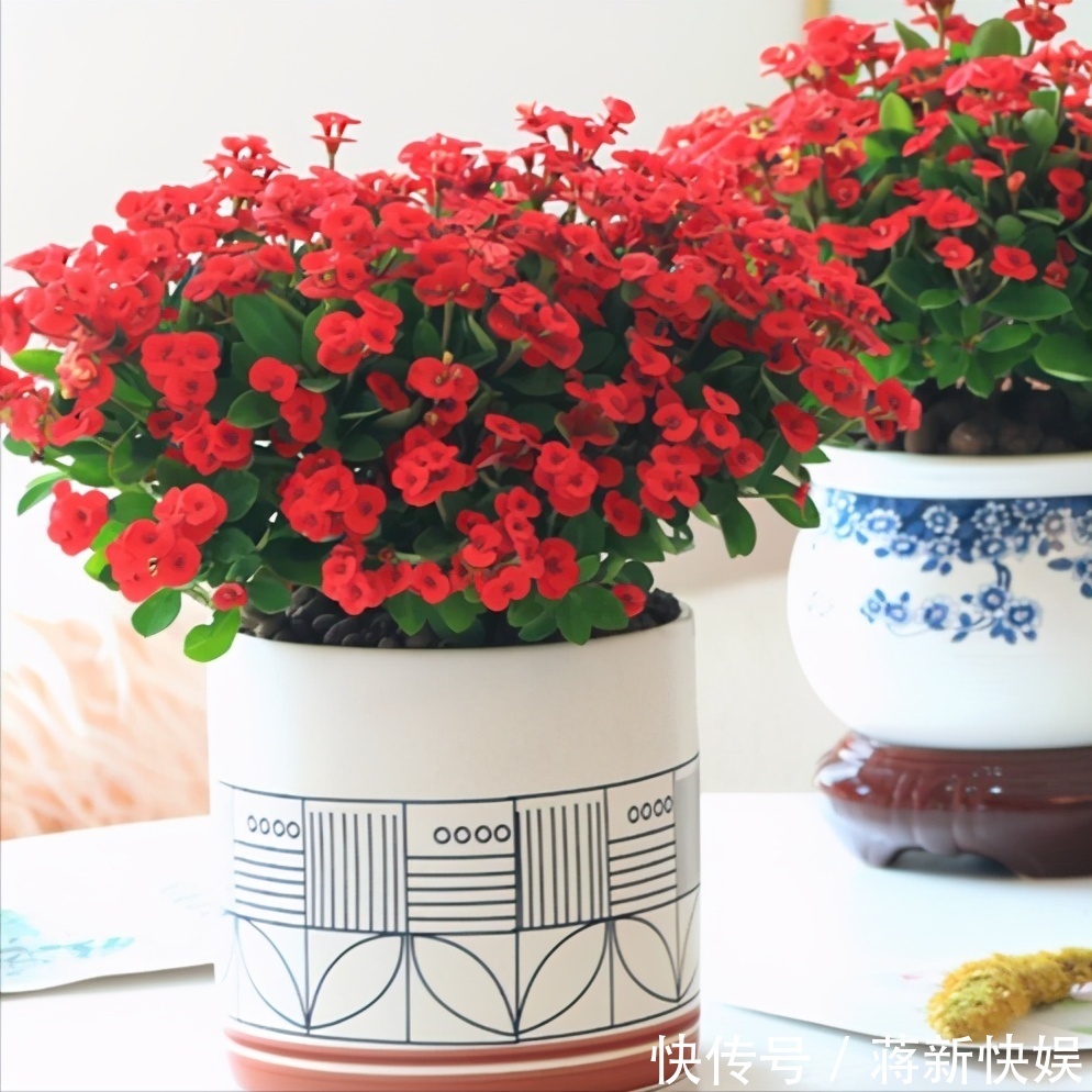 五种开花小机器,超级“爱开花”,家里养一盆,秋冬有花看