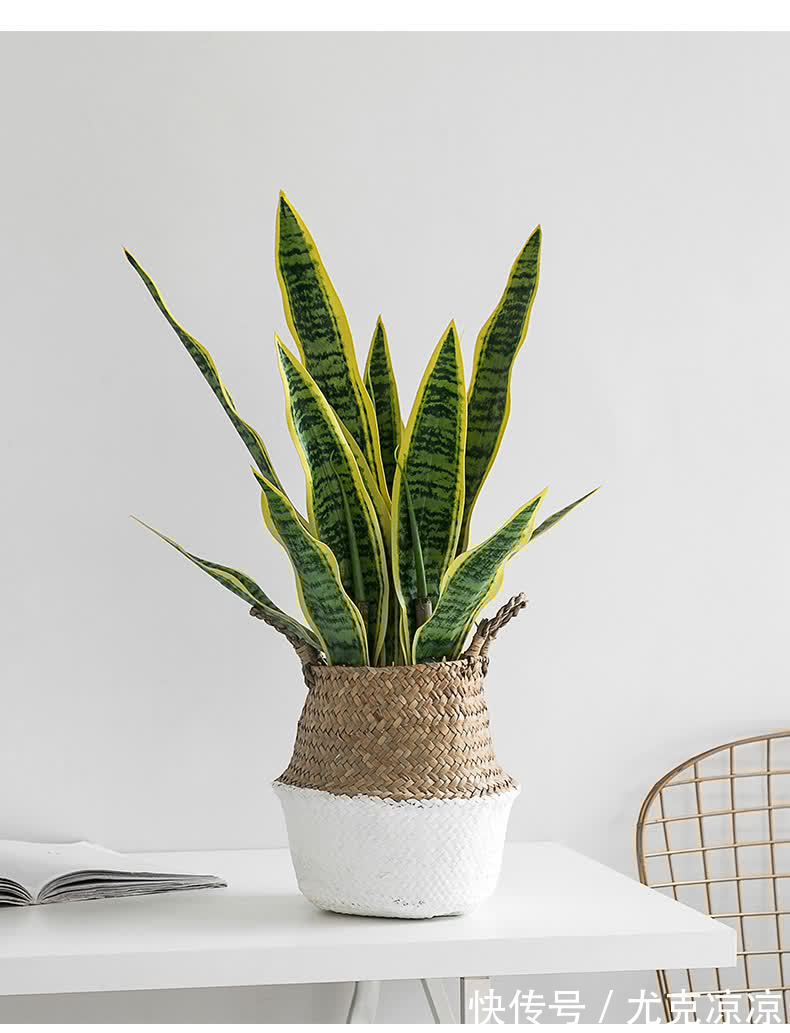 5种养人花,建议卧室养一盆,促睡眠“养精神”,温馨又大气