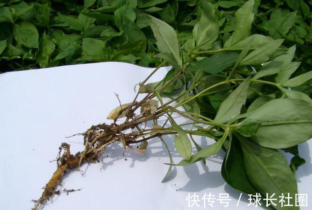 进补|一补就上火,虚不受补怎么办?简单一味中药,健脾养胃,补气生津