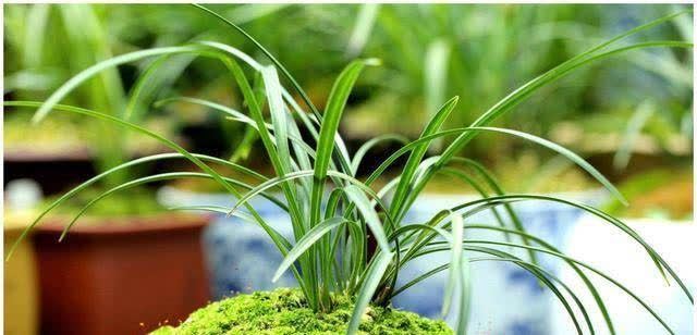 发现冬天养花有5种水不能浇，浇之后，那叫一个“惨”，都看看吧