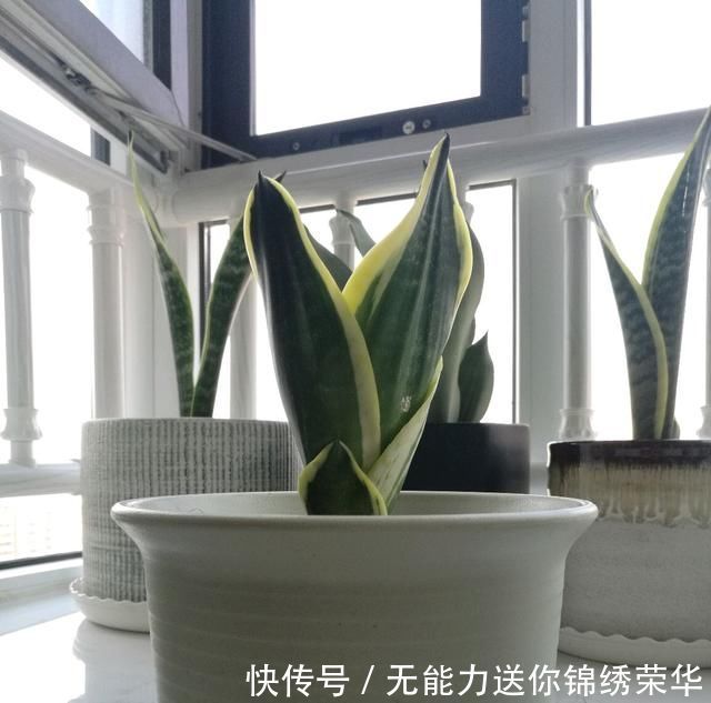 花盆|虎皮兰对花盆居然有选择,选对花盆,虎皮兰抽芽快不烂心