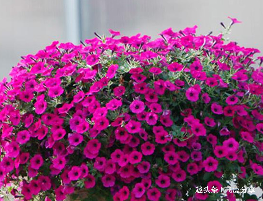 十种最适合新手养的花,怎么折腾都好养,总有一款适合你