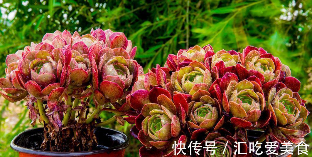 多肉长得像菜园子，这2点是关键，学会多肉植物也能矮小胖嘟嘟