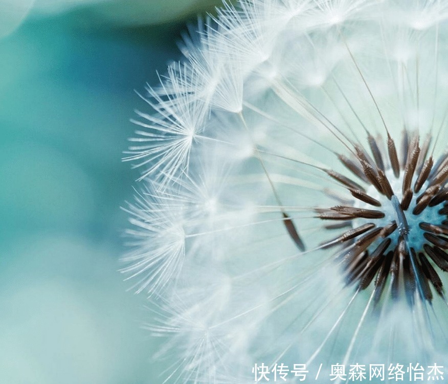 蒲公英|蒲公英连根都可以吃,但不是万能神草,这四种人千万不要吃!