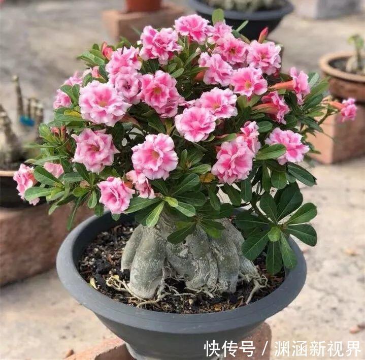 浇水|会养花的人都选它，耐旱又好活，2年养成小树桩！