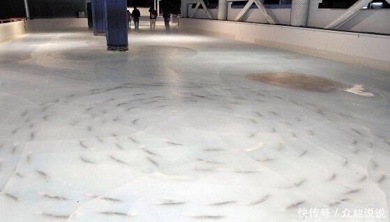 家溜冰|7000条鱼尸体铺设的溜冰场火了!老板被网友劈头盖脸一顿臭骂