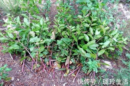 红茎|农村一种奇特野草,红茎有剧毒,绿茎却是上等野菜,一定要认清楚