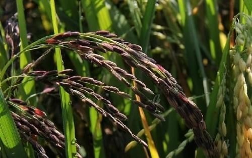 皮肤|5种天然的“玻尿酸”,女性们要多吃,有助于美容养颜,延缓衰老