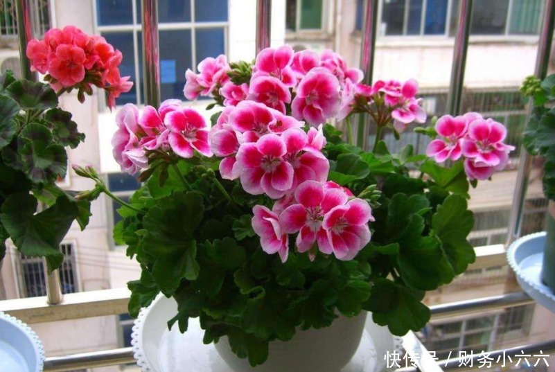 花叶|养花，戒掉这些坏习惯，养啥花都简单，爆盆不成问题