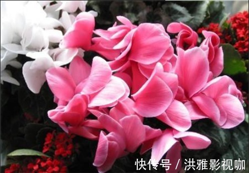 养花不如养盆“仙客来”,温度高就能开花,花开美观又大气