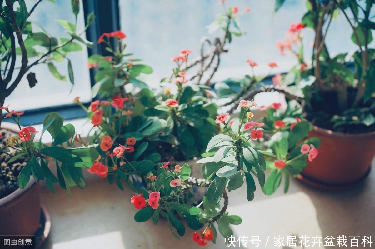 嫣然虎刺梅,朵朵绽芬菲,虎刺梅栽植技术浅析