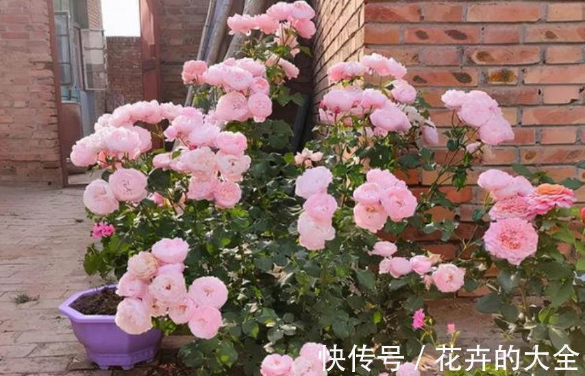 秋天降温后，5种花赶紧扦插，不黑腐生根快，一盆轻松变多盆