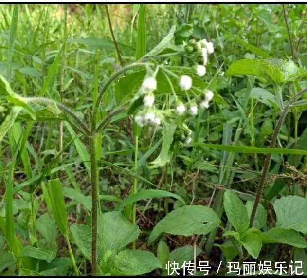 藿香蓟|止痛,止血,排石的功用,主治上呼吸道感染,扁桃体炎,咽喉炎