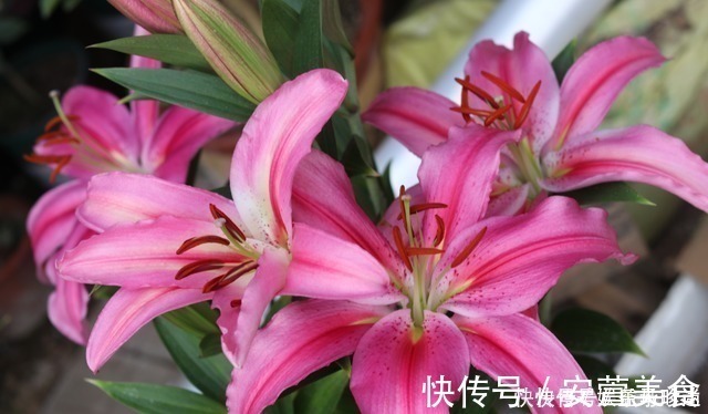 风雨兰|3种花不种就亏了,种1次年年都开花,耐寒又好养,开花非常美!