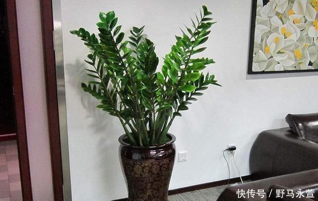 养花施肥别再用土方法了,这3种物质才是最有效的