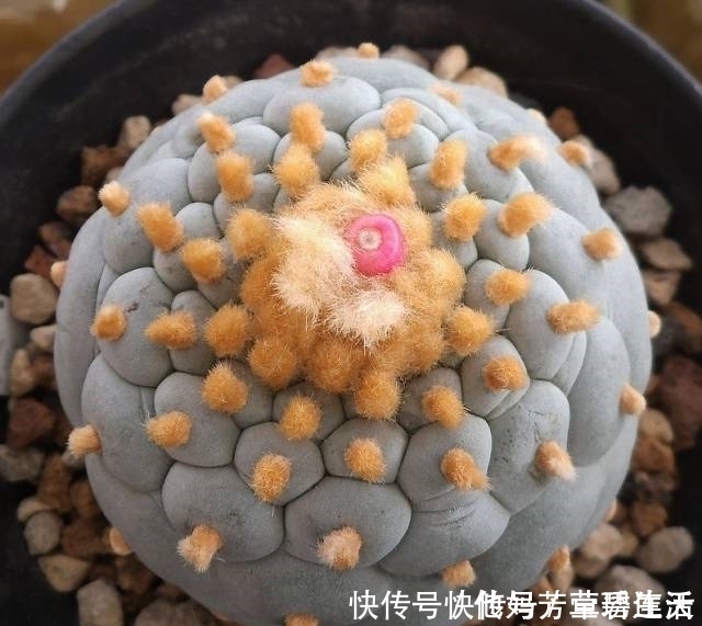 多肉|这个小盆栽居然卖600多万,快看看你家有没有!